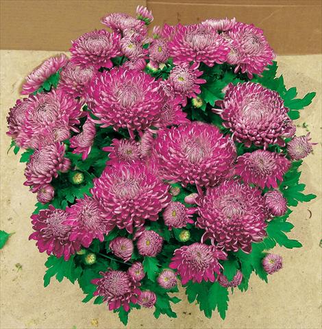 Foto de variedad de flores para ser usadas como: Maceta y planta de temporada Chrysanthemum Chama Violet®