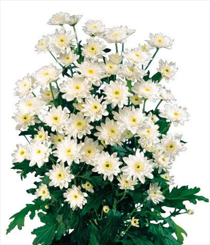 Foto de variedad de flores para ser usadas como: Maceta y planta de temporada Chrysanthemum Euro