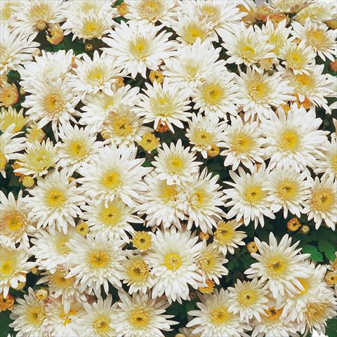 Foto de variedad de flores para ser usadas como: Maceta y planta de temporada Chrysanthemum Mme Nicole Falce Blanc®
