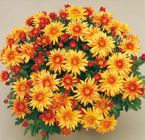 Foto de variedad de flores para ser usadas como: Maceta y planta de temporada Chrysanthemum Mme Nicole Falce Cuivre®