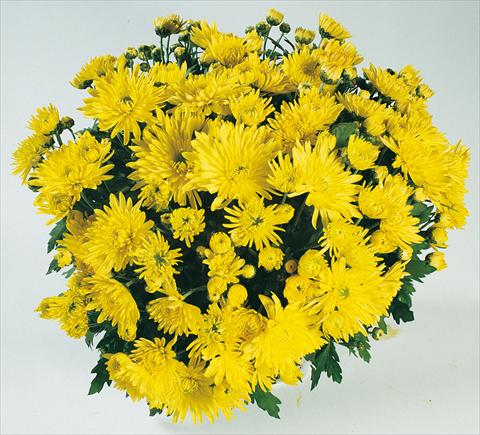 Foto de variedad de flores para ser usadas como: Maceta y planta de temporada Chrysanthemum Mme Nicole Falce Jaune®