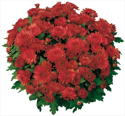 Foto de variedad de flores para ser usadas como: Maceta y planta de temporada Chrysanthemum Mme Nicole Falce Rouge®