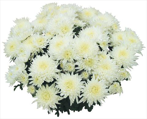 Foto de variedad de flores para ser usadas como: Maceta y planta de temporada Chrysanthemum Tarquinia Bianco