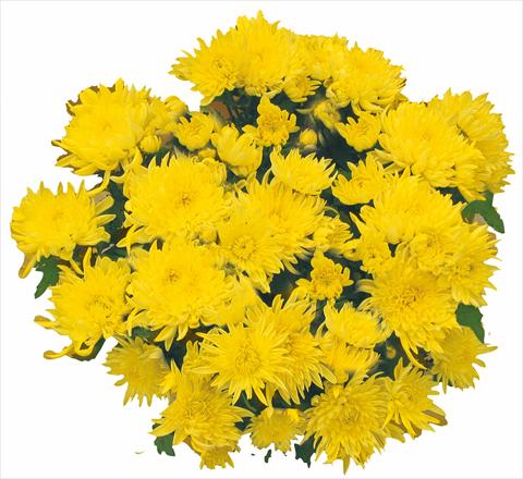Foto de variedad de flores para ser usadas como: Maceta y planta de temporada Chrysanthemum Tarquinia Giallo