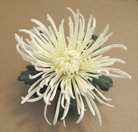 Foto de variedad de flores para ser usadas como: Maceta y planta de temporada Chrysanthemum Veneri Bianco