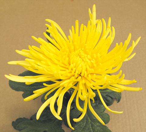 Foto de variedad de flores para ser usadas como: Maceta y planta de temporada Chrysanthemum Veneri Giallo