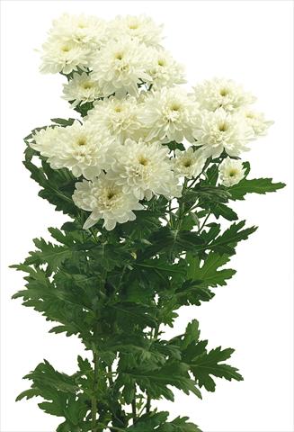 Foto de variedad de flores para ser usadas como: Maceta y planta de temporada Chrysanthemum Zembla