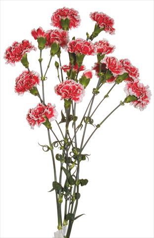 Foto de variedad de flores para ser usadas como: Flor cortada Dianthus caryophyllus Kabul
