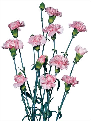 Foto de variedad de flores para ser usadas como: Flor cortada Dianthus caryophyllus Rondine