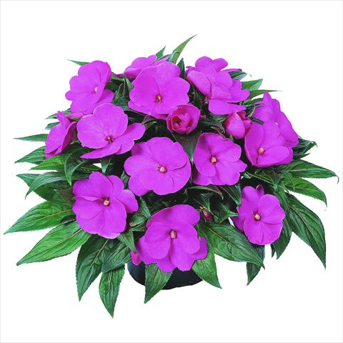 Foto de variedad de flores para ser usadas como: Maceta o cesta de trasplante Impatiens N. Guinea RED FOX Petticoat Lavender