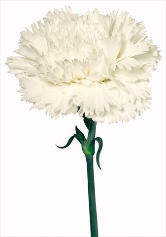 photo of flower to be used as: Cutflower Dianthus caryophyllus Special