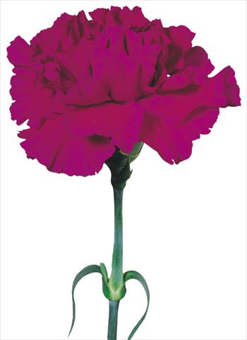 Foto de variedad de flores para ser usadas como: Flor cortada Dianthus caryophyllus Tico Tico Viola