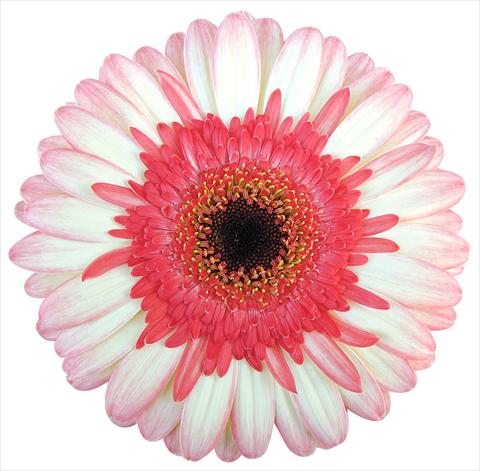 photo of flower to be used as: Pot Gerbera jamesonii Maxima