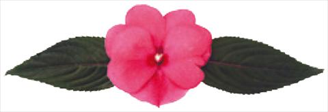 Foto de variedad de flores para ser usadas como: Maceta y planta de temporada Impatiens N. Guinea Galaxy® Cepheus