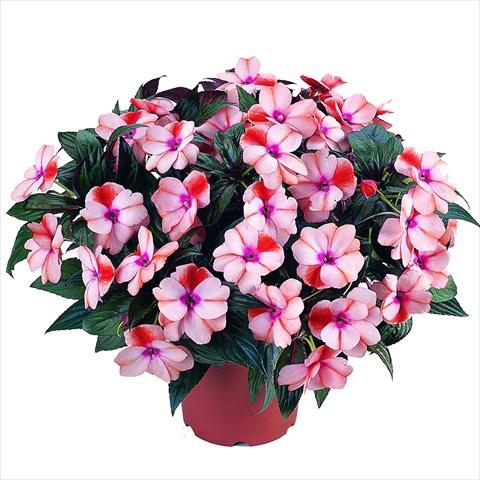 Foto de variedad de flores para ser usadas como: Maceta o cesta de trasplante Impatiens N. Guinea RED FOX Petticoat Orange Star