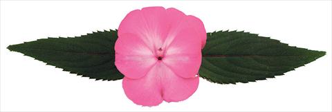 Foto de variedad de flores para ser usadas como: Maceta y planta de temporada Impatiens N. Guinea Galaxy® Norma