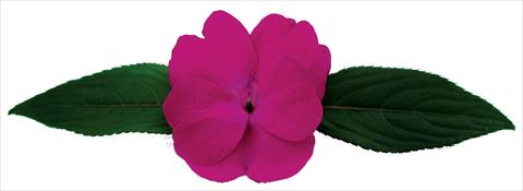 Foto de variedad de flores para ser usadas como: Maceta y planta de temporada Impatiens N. Guinea Galaxy® Octans
