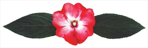 Foto de variedad de flores para ser usadas como: Maceta y planta de temporada Impatiens N. Guinea Galaxy® Pavo