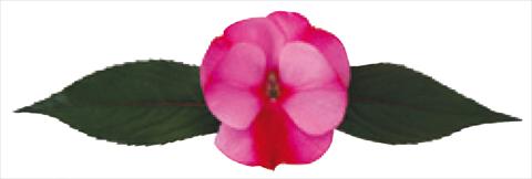 Foto de variedad de flores para ser usadas como: Maceta y planta de temporada Impatiens N. Guinea Galaxy® Scorpio