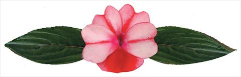 Foto de variedad de flores para ser usadas como: Maceta y planta de temporada Impatiens N. Guinea Galaxy® Virgo