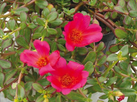 Foto de variedad de flores para ser usadas como: Maceta, planta de temporada, patio Portulaca Electric Cerise Red®