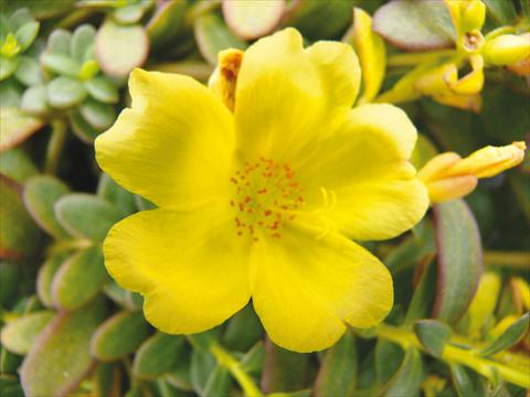 Foto de variedad de flores para ser usadas como: Maceta, planta de temporada, patio Portulaca Electric Lemon®