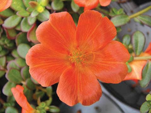 Foto de variedad de flores para ser usadas como: Maceta, planta de temporada, patio Portulaca Electric Orange®