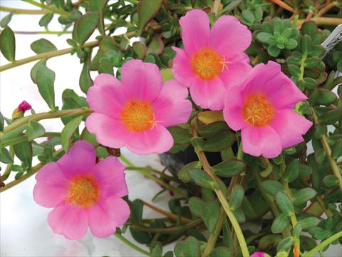 Foto de variedad de flores para ser usadas como: Maceta, planta de temporada, patio Portulaca Electric Pink®