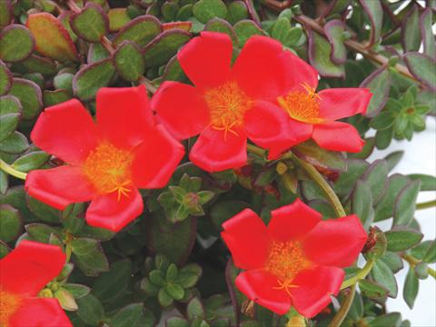 Foto de variedad de flores para ser usadas como: Maceta, planta de temporada, patio Portulaca Electric Red®