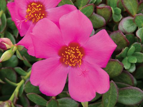 Foto de variedad de flores para ser usadas como: Maceta, planta de temporada, patio Portulaca Electric Violet®