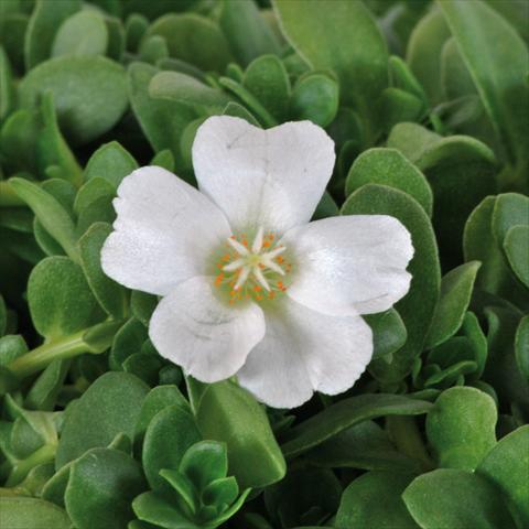 Foto de variedad de flores para ser usadas como: Maceta, planta de temporada, patio Portulaca Electric White®