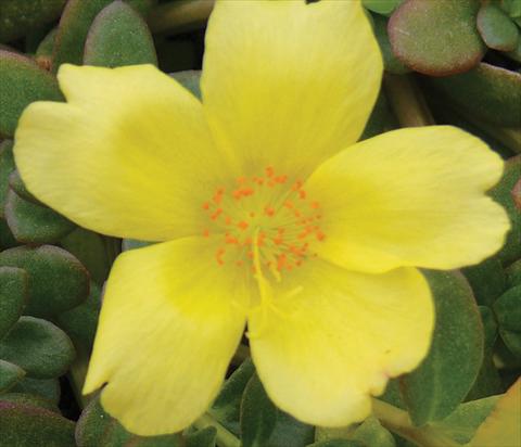 Foto de variedad de flores para ser usadas como: Maceta, planta de temporada, patio Portulaca Electric Yellow®