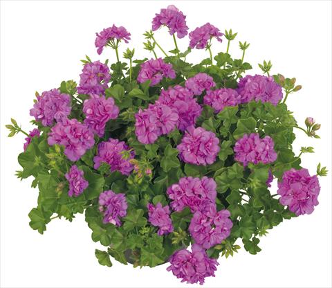 Foto de variedad de flores para ser usadas como: Maceta, patio, Tarrina de colgar Pelargonium peltatum Universe Compact Alpha Leonis®