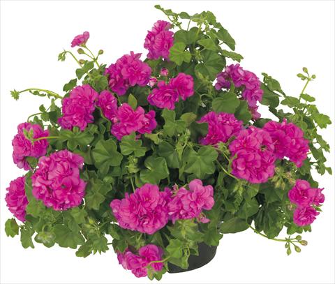 Foto de variedad de flores para ser usadas como: Maceta, patio, Tarrina de colgar Pelargonium peltatum Universe Compact Chamaleon®