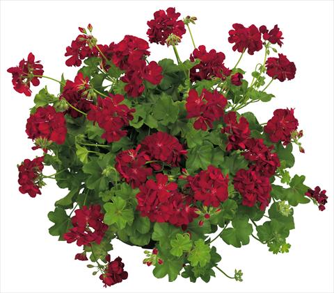 Foto de variedad de flores para ser usadas como: Maceta, patio, Tarrina de colgar Pelargonium peltatum Universe Compact Nekkar®