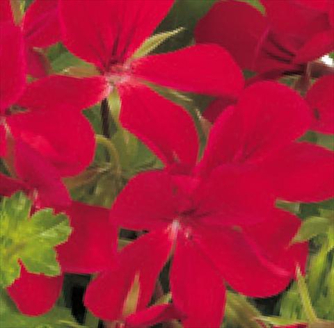 Foto de variedad de flores para ser usadas como: Maceta, patio, Tarrina de colgar Pelargonium peltatum Universe Epsilon®