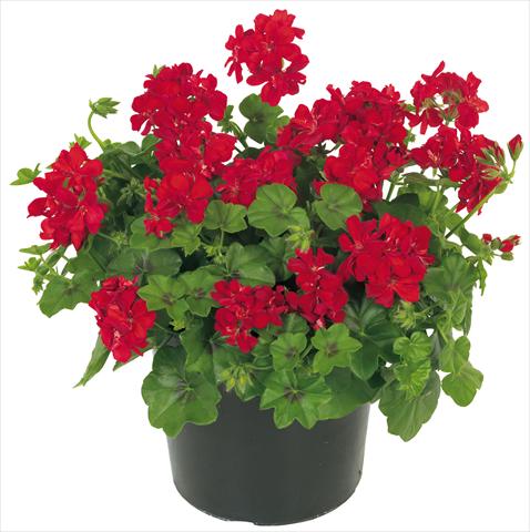 Foto de variedad de flores para ser usadas como: Maceta, patio, Tarrina de colgar Pelargonium peltatum Universe Ursa Major®