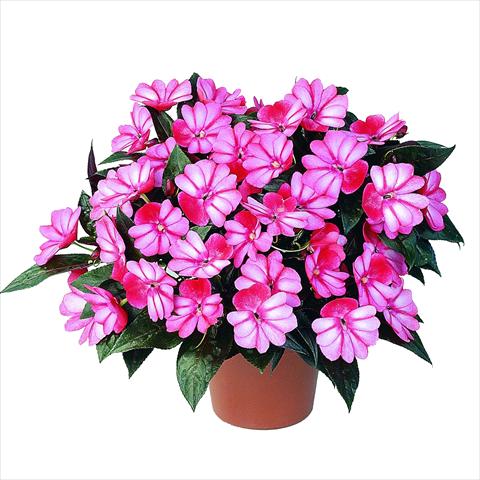 Foto de variedad de flores para ser usadas como: Maceta y planta de temporada Impatiens N. Guinea RED FOX Petticoat Red Star