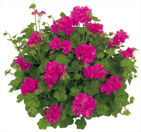 Foto de variedad de flores para ser usadas como: Maceta, patio, Tarrina de colgar Pelargonium peltatum Universe Ursa Minor®