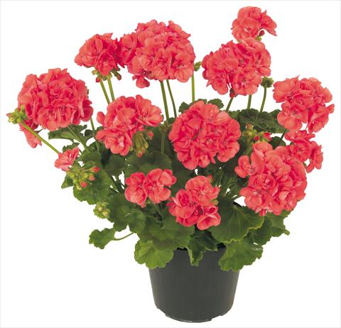 Foto de variedad de flores para ser usadas como: Patio, Maceta Pelargonium zonale Solar Light Ambrosia®