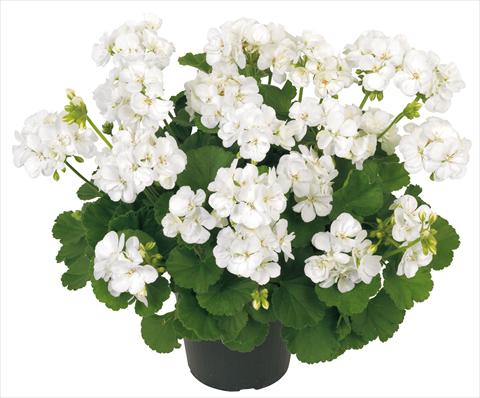 Foto de variedad de flores para ser usadas como: Patio, Maceta Pelargonium zonale Solar Light Libra Improved®
