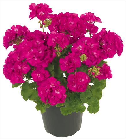 Foto de variedad de flores para ser usadas como: Patio, Maceta Pelargonium zonale Solar Light Maia®