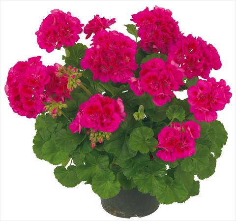 Foto de variedad de flores para ser usadas como: Patio, Maceta Pelargonium zonale Solar Light Mintaka®