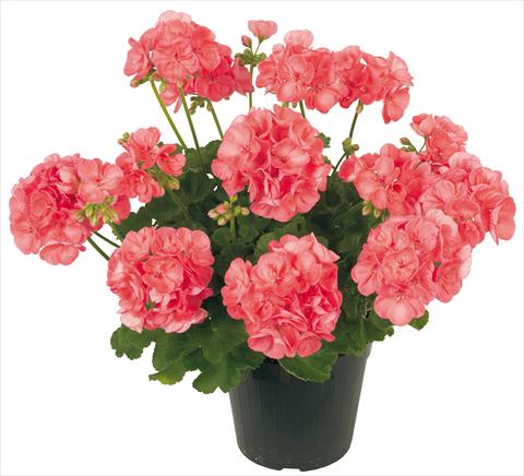Foto de variedad de flores para ser usadas como: Patio, Maceta Pelargonium zonale Solar Light Proxima®
