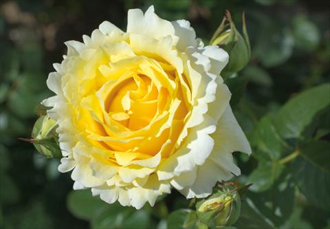 Foto de variedad de flores para ser usadas como: Maceta y planta de temporada Rosa rampicante GP Cyrano de Bergerac®