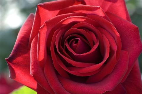 Foto de variedad de flores para ser usadas como: Maceta y planta de temporada Rosa Tea Edith Piaf®