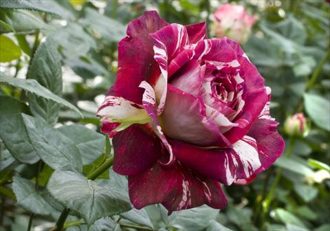Foto de variedad de flores para ser usadas como: Maceta y planta de temporada Rosa Tea Julio Iglesias®