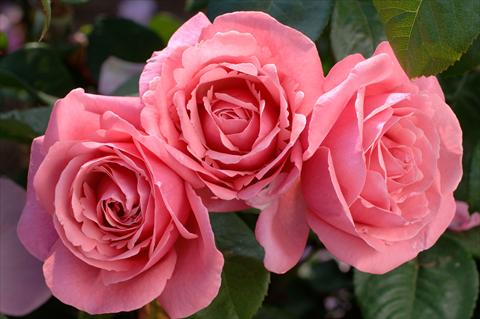 Foto de variedad de flores para ser usadas como: Maceta y planta de temporada Rosa Tea Line Renaud®