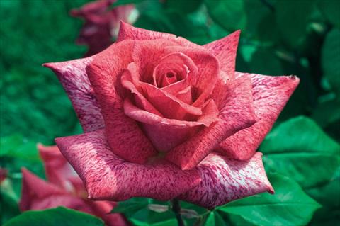 Foto de variedad de flores para ser usadas como: Maceta y planta de temporada Rosa Tea Pierre Cardin®