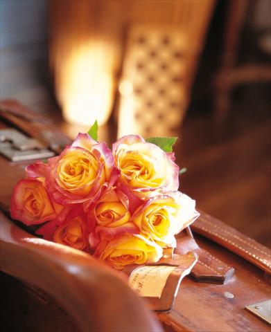Foto de variedad de flores para ser usadas como: Maceta y planta de temporada Rosa Tea Pullman Orient Express®